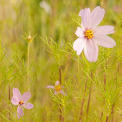 Cosmos, Sensation Mix (pack)