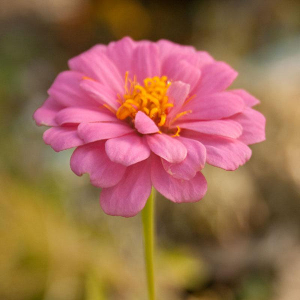 Zinnia, California Mix (lb)