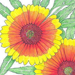 Indian Blanket (pack)