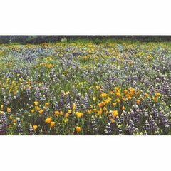 California Native Blue & Gold Wildflower Mix (1/4 lb)