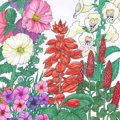 Hummingbird Garden Wildflower Mix (pack)
