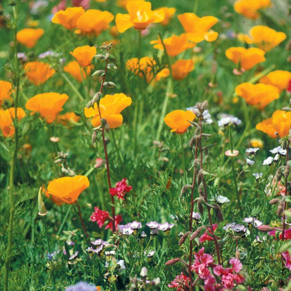 California Native Wildflower Mix (1/4 lb)