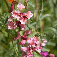 Mountain Garland (pack)