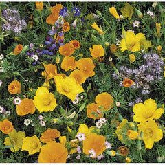 Southwest Wildflower Mix (Pack)