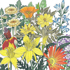Mediterranean Dryland Wildflower Mix (pack)
