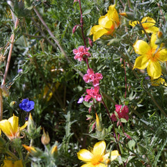 Southwest Native Wildflower Mix (1/4 lb)