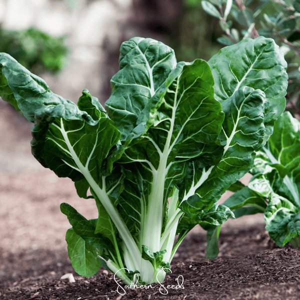 Lucullus Swiss Chard – 100 Seeds