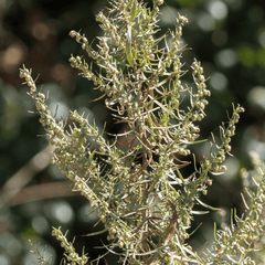 Tarragon – 300 Seeds