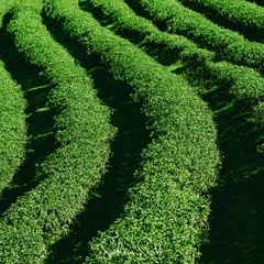 Tea Plant - 5 Seeds
