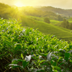 Tea Plant - 5 Seeds