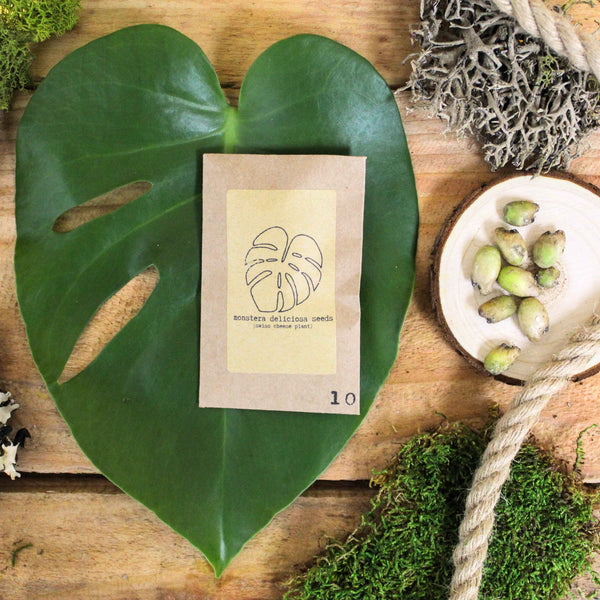 "The Popular Kids" Houseplant Seed Collection
