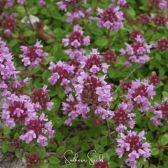 Lemon Thyme – 250 Seeds