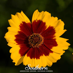 Golden Wave Tickseed – 100 Seeds