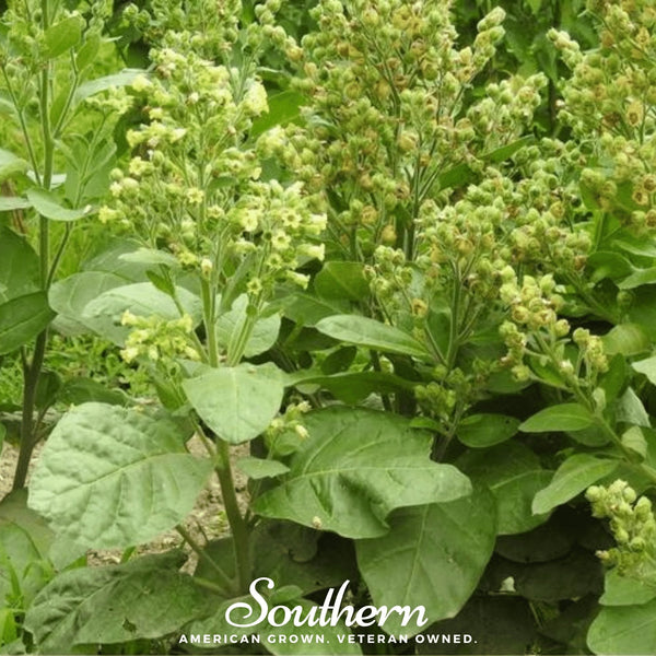 Hopi Tobacco – 100 Seeds