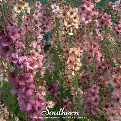 Verbascum Mullein Mix – 100 Seeds