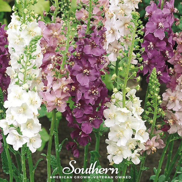 Verbascum Mullein Mix – 100 Seeds