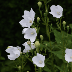 White Balloon Flower – 50 Seeds