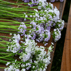 Wild Garlic – 25 Seeds
