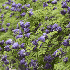 American Wisteria – 5 Seeds