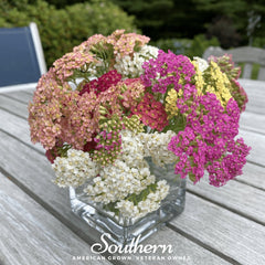 Summer Berries Yarrow Mix – 50 Seeds