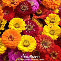 California Giants Zinnia – 100 Seeds