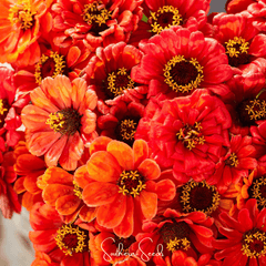 Oriole Zinnia – 50 Seeds