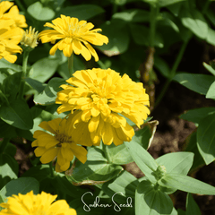 Thumbelina Dwarf Zinnia – 100 Seeds
